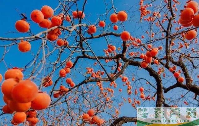 柿子不能空腹吃的原因(空腹吃柿子饼马上补救)