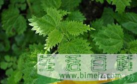 九大毒草