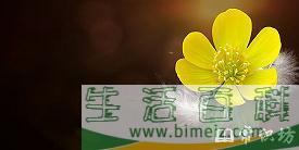 蕨麻怎么吃，蕨麻的食用方法