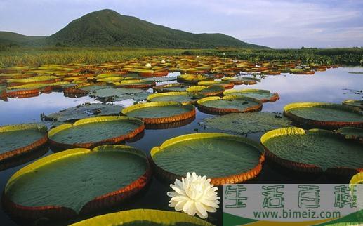 走进白洋淀鸳鸯岛民俗文化村