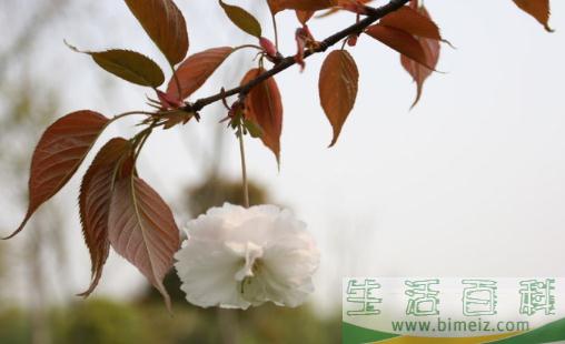 杭州西溪 赏芦获飞雪