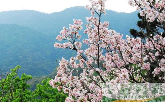 三月去台湾旅游最好的地方