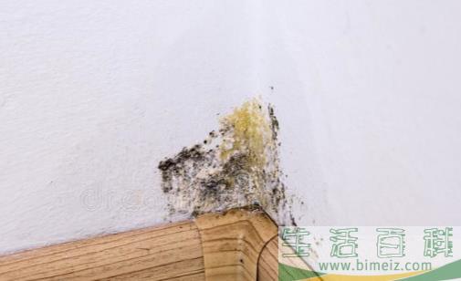 墙壁发霉怎么办 四招帮你赶走顽固霉斑