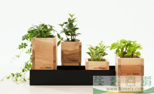 花盆的搭配知识和保养方法