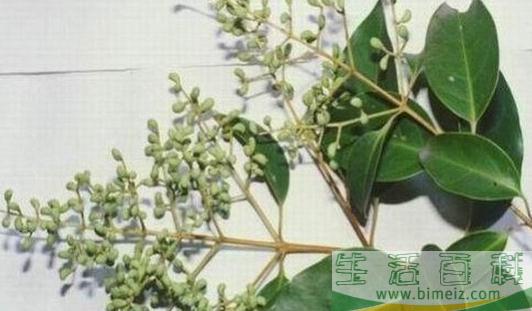桤木的清洁保养方法-桤木如何鉴别？