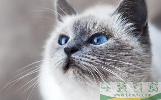 宠物猫咪不喜欢喝水不一定是病  这六种方法拯救你