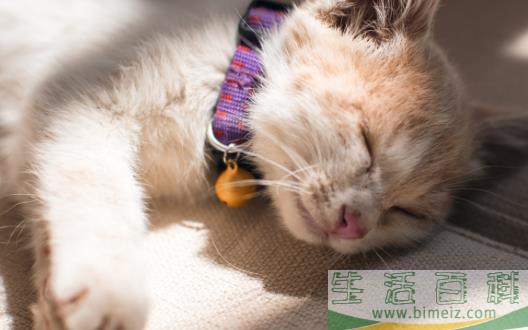 宠物猫攻击人 对待咬人的猫咪纠正训练