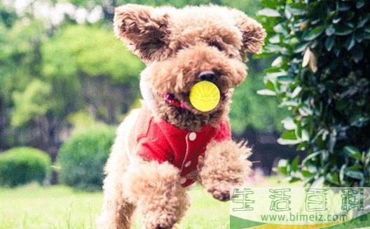 与狗狗互动交流感情的技巧 互动训练因犬制宜