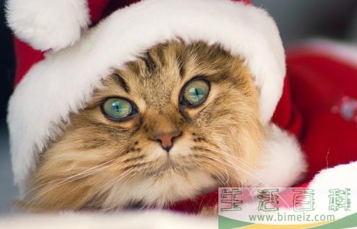猫咪走丢了 让猫咪自己回家的技巧与注意事项