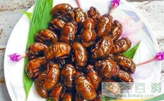 享用美味金蝉的同时 避免破坏生态环境的建议
