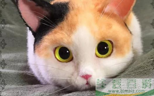 宠物猫攻击人 对待咬人的猫咪纠正训练