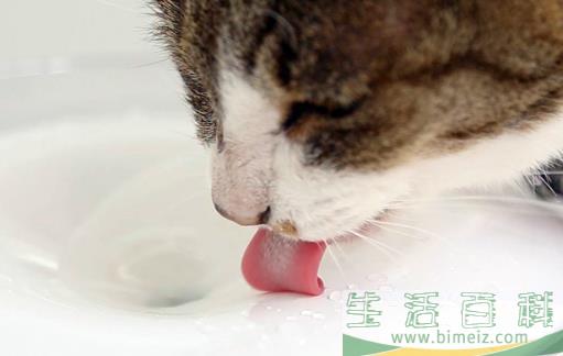 宠物猫咪不喜欢喝水不一定是病  这六种方法拯救你