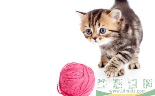 猫咪走丢了 让猫咪自己回家的技巧与注意事项