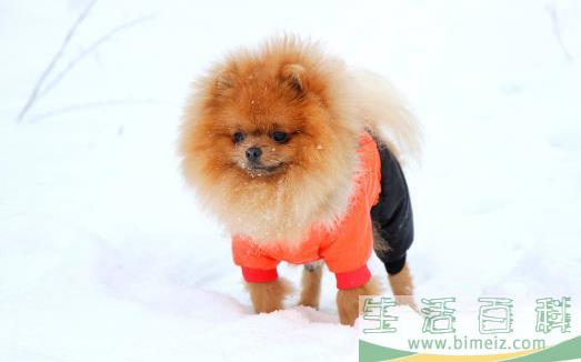 狗狗随地大小便 训练狗狗定点排便之秘籍