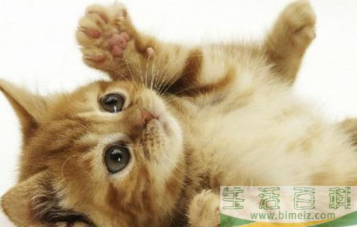 猫咪走丢了 让猫咪自己回家的技巧与注意事项