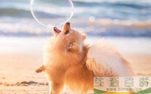 与狗狗互动交流感情的技巧 互动训练因犬制宜