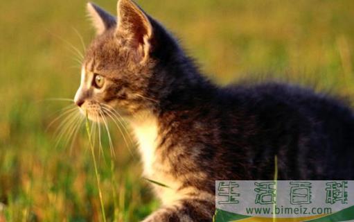 猫咪走丢了 让猫咪自己回家的技巧与注意事项