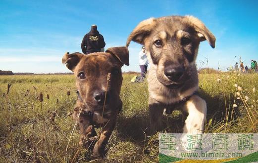 与狗狗互动交流感情的技巧 互动训练因犬制宜