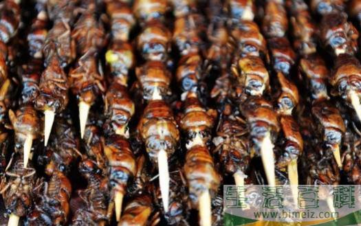 享用美味金蝉的同时 避免破坏生态环境的建议