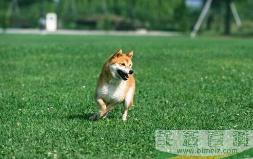 与狗狗互动交流感情的技巧 互动训练因犬制宜
