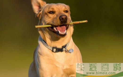 你的狗鼻子干了应该担心 鼻子干往往是生病的前兆