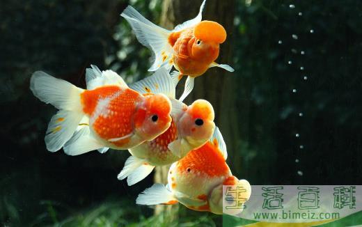 不同的观赏鱼有不同的意义 观赏鱼饲养方法