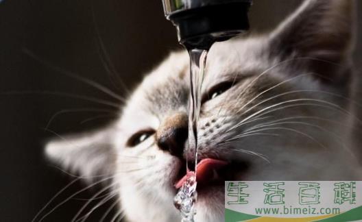 宠物猫咪不喜欢喝水不一定是病  这六种方法拯救你