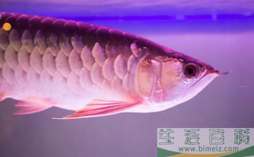 不同的观赏鱼有不同的意义 观赏鱼饲养方法
