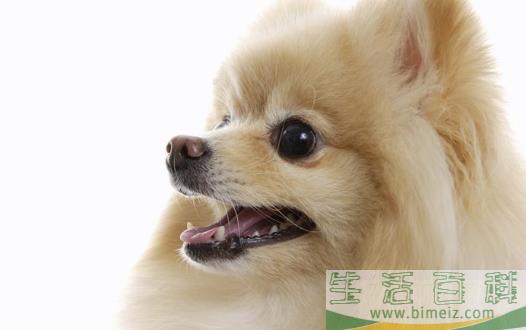 狗狗随地大小便 训练狗狗定点排便之秘籍