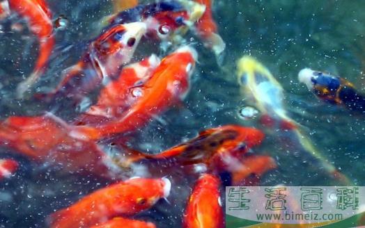 不同的观赏鱼有不同的意义 观赏鱼饲养方法