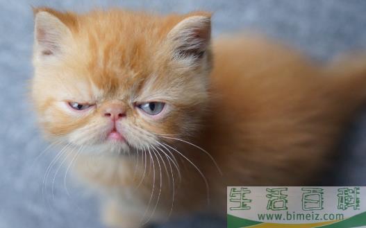 宠物猫攻击人 对待咬人的猫咪纠正训练