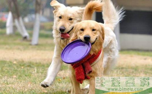 与狗狗互动交流感情的技巧 互动训练因犬制宜