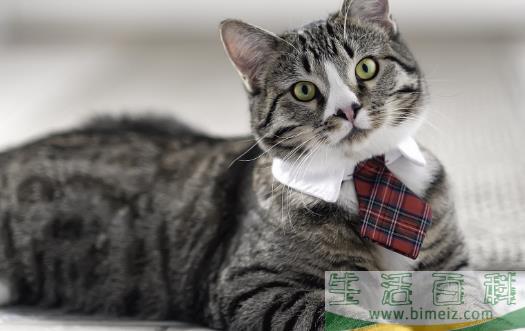 宠物猫咪不喜欢喝水不一定是病  这六种方法拯救你