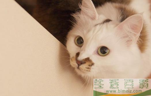 宠物猫咪不喜欢喝水不一定是病  这六种方法拯救你