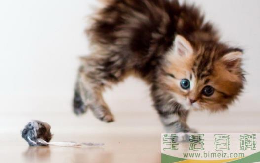宠物猫攻击人 对待咬人的猫咪纠正训练