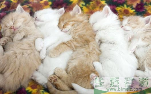 猫咪走丢了 让猫咪自己回家的技巧与注意事项