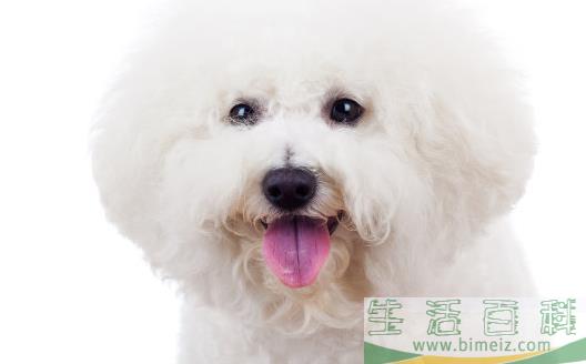 家庭常备宠物药箱 给狗狗喂药的小技巧 