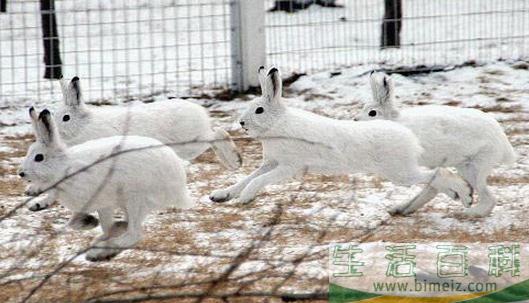 雪兔冬季的毛色特征-雪兔的外观