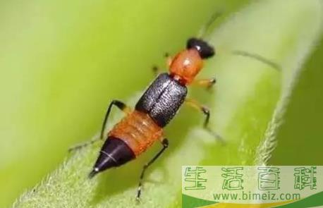 隐翅虫皮炎洗澡后加重怎么办1