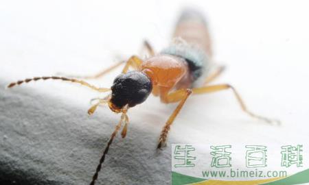 隐翅虫皮炎要脱几层皮1