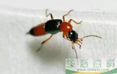 隐翅虫皮炎皮肤脱皮后有红印正常吗1