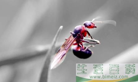 隐翅虫皮炎皮肤脱皮后有红印正常吗2