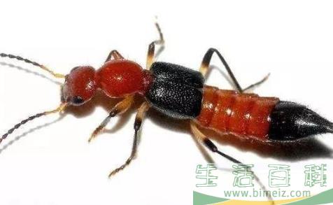 隐翅虫的生活环境一般在哪里1