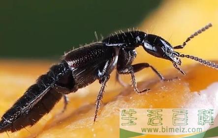 用卫生纸捏死一只隐翅虫有事吗1
