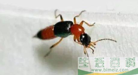 家里出现一只隐翅虫还会有很多吗3