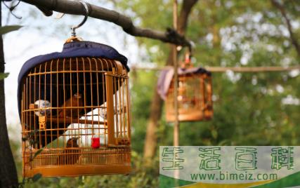 鹦鹉热病的人拉稀吗3