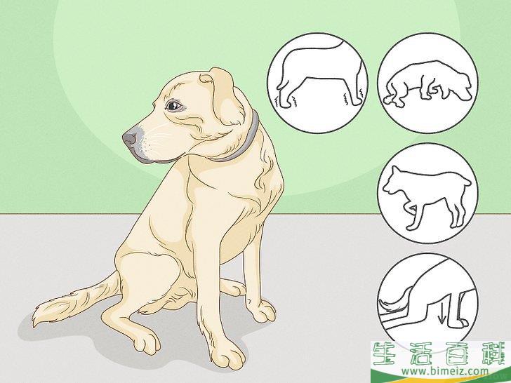 怎么增强狗狗的后腿肌肉