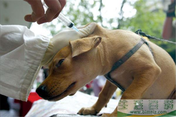 狂犬疫苗共有几针 狂犬疫苗打了三针不想打了可以吗