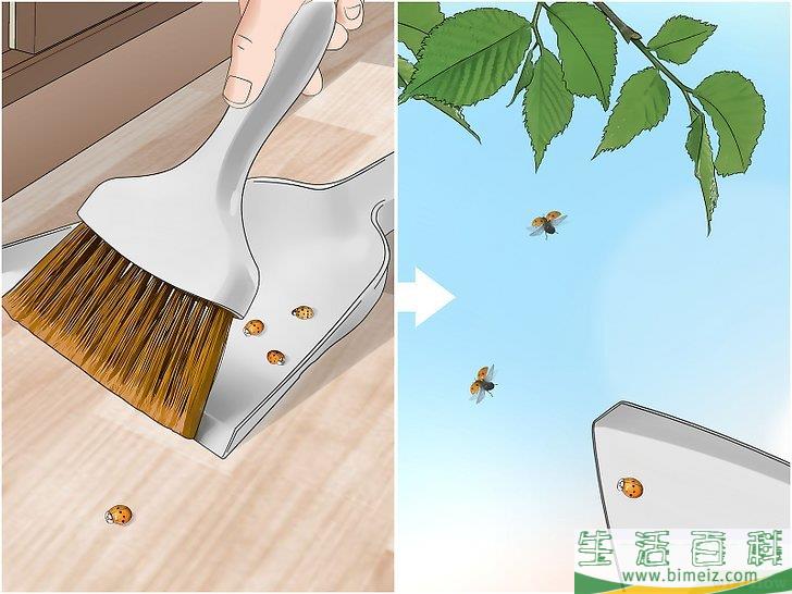 怎么消灭异色瓢虫