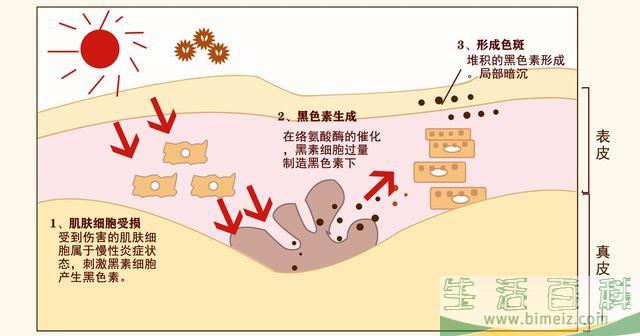 防晒步骤护肤的正确步骤 防晒步骤的先后顺序排列